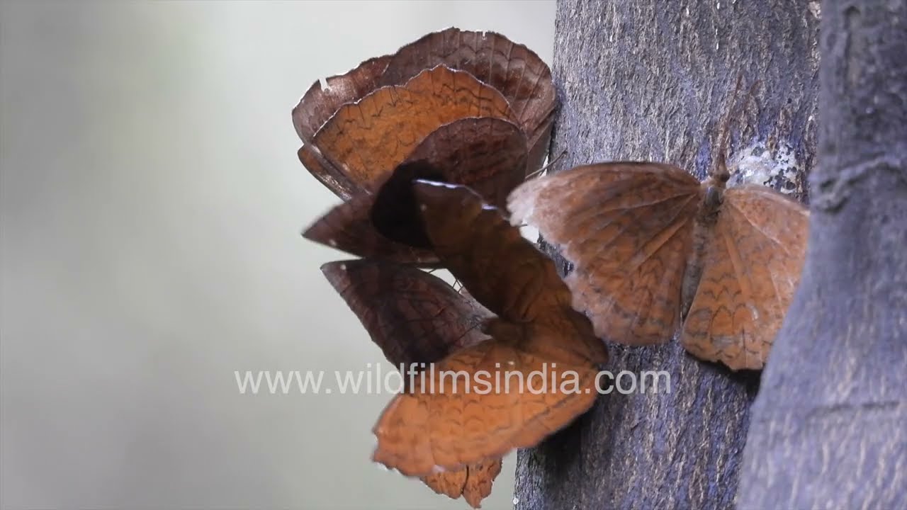 Rare record of several Common Castor butterflies consuming sap from the trunk of a tree in Delhi