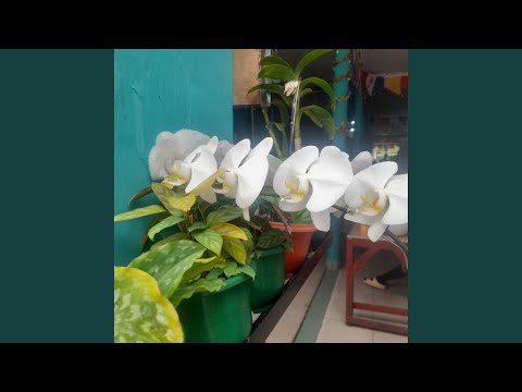 Senyum Indah Menjemput Pagi 