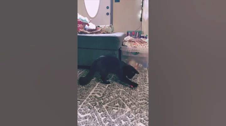 Cat v.s Laser Pointer #funnycats #cutecat #cats