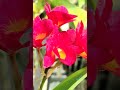Orchids #hoatuitrồng