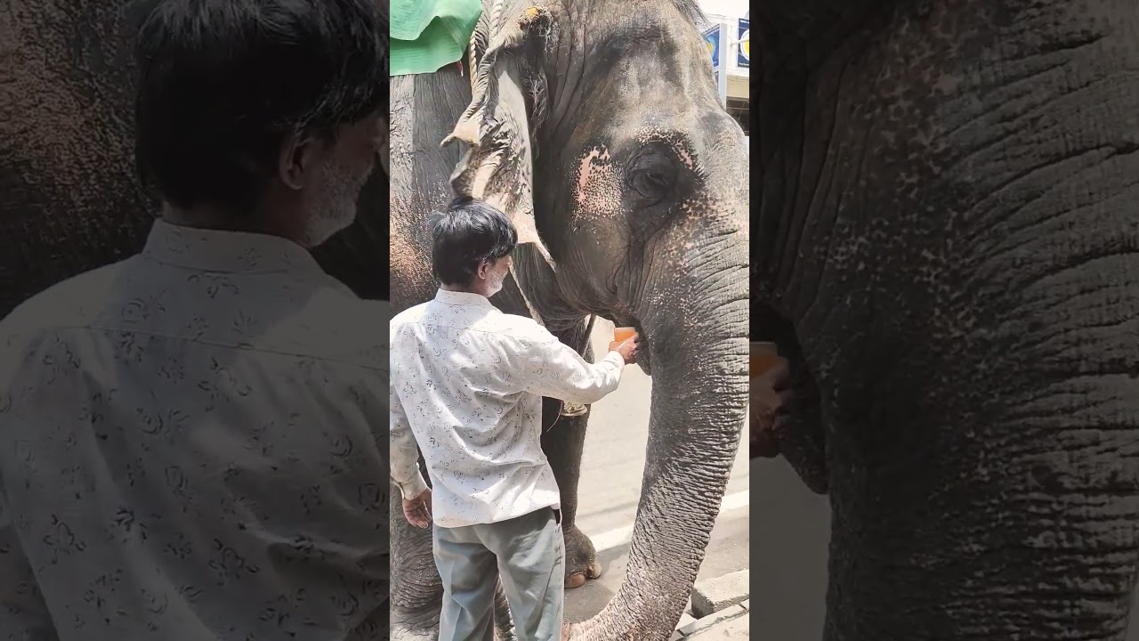 Elephant 🐘🐘 Drinking juice🍺🍺 