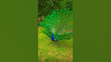 #egzonibrahimi #سورة_الإخلاص #ikhlas #shortvideo #nature