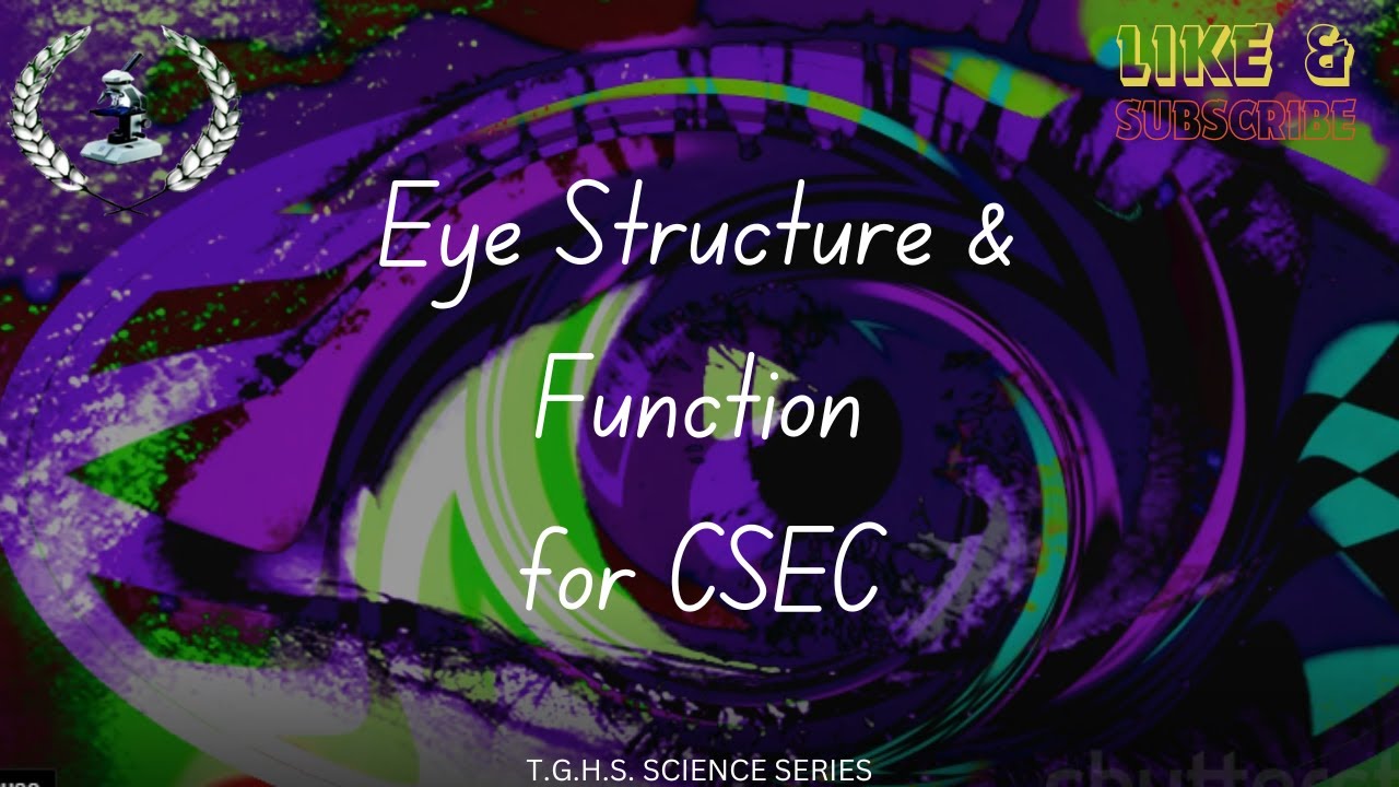 The Eye  A Visionary Marvel