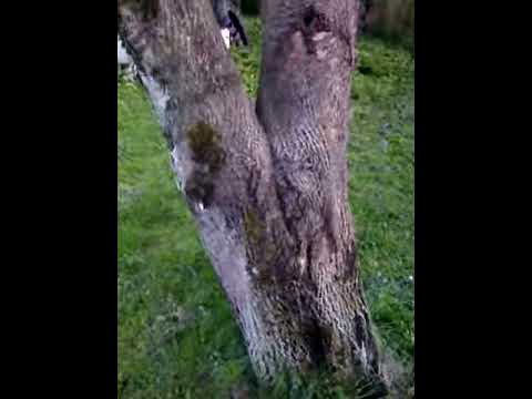 Śmieszne drzewo - YouTube