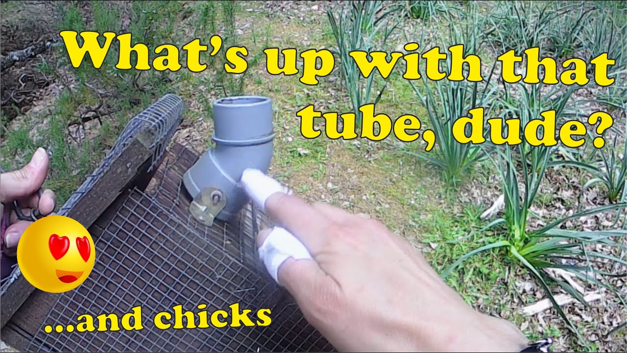 Bird nest box monitoring - April 29th (ENG)