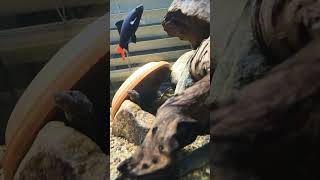 My 4 Eels What Beauties