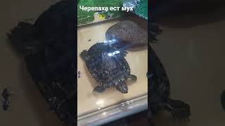 Turtle eats flies🪰🐢#черепаха#муха#животные#топ#рек#тт#шортс#shorts#tt#top#animals#TikTok#turtle#flie