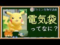 「電気袋」とは一体何なのか?|ポケモン生物学講座
