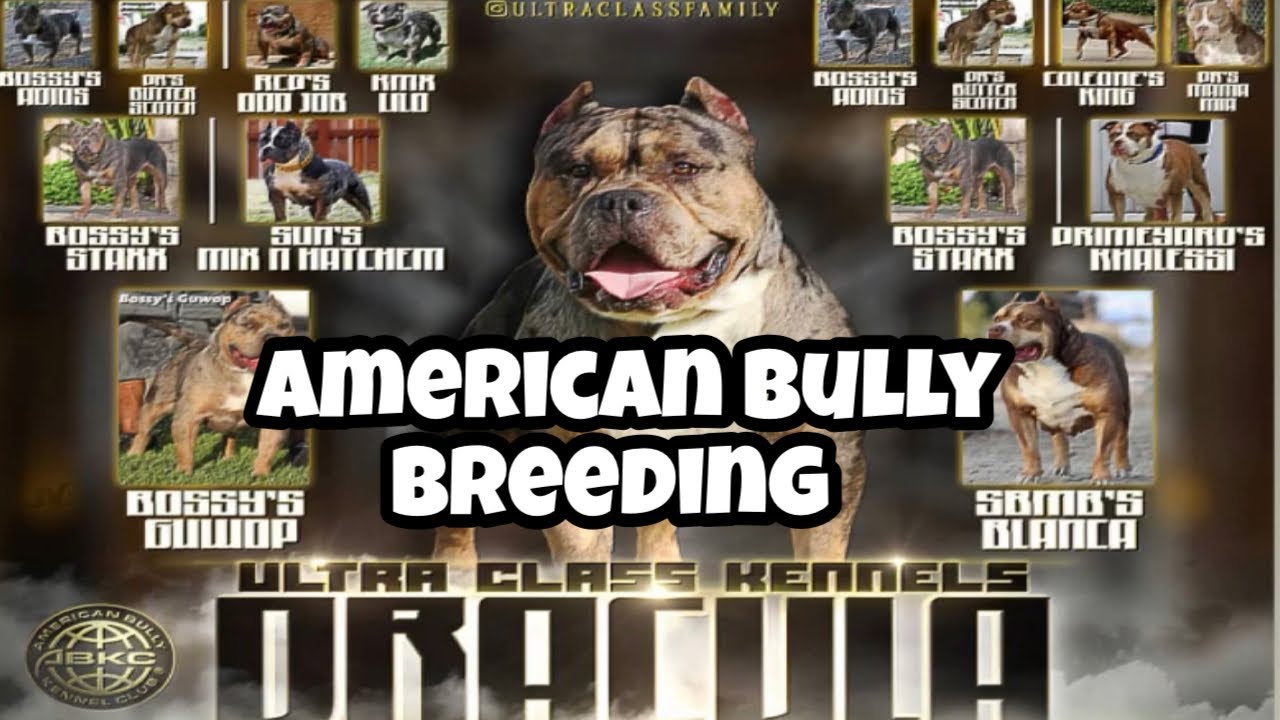 Ultra class kennels breeding with Zulunation zulunationfamily 