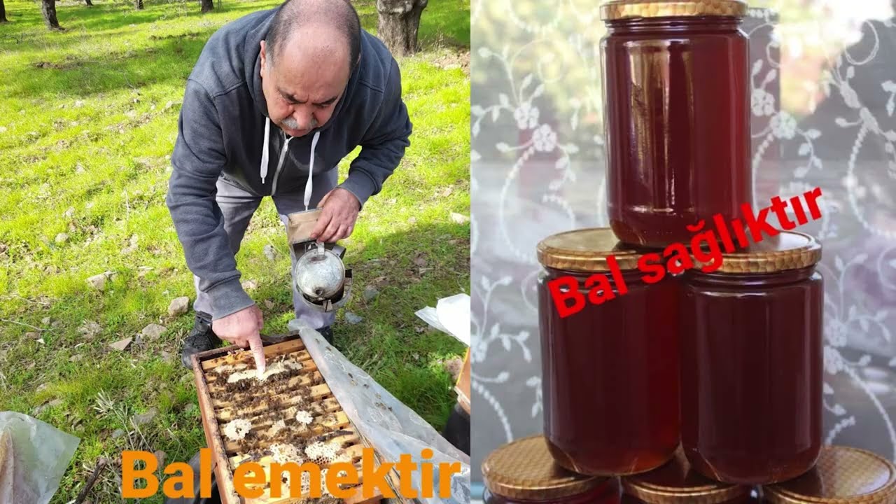 Ana Arı Izgarası Atılmış Kovanların Bakımı ve Meme Kontrolü Nasıl Yapılır