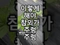 이렇게 해야 참외가 주렁주렁 #어미순 #아들순 #손자순 #1차 #순치기 #순지르기