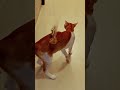 cute cat funny cat rabbit snake monkey horse #viral #funny #video #short