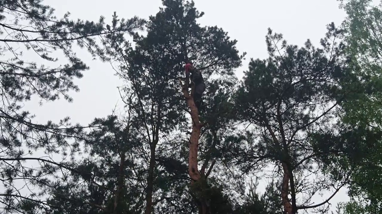 Красный Май Кладбище, Удаление деревьев - YouTube