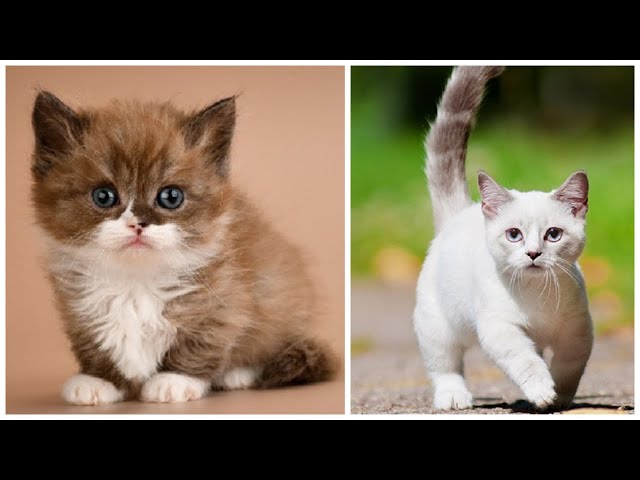 11 Fascinating Facts about the Munchkin Cats