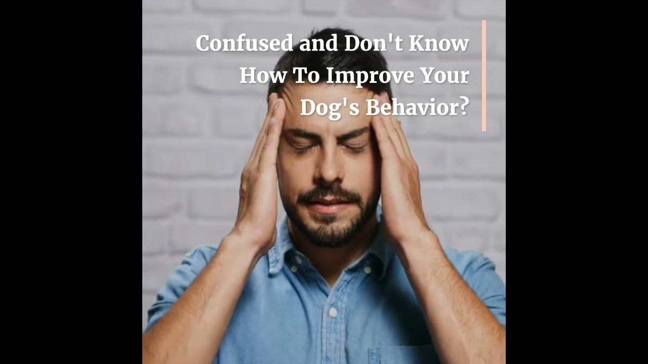How to Stop A Dog Barking For Attention YouTube