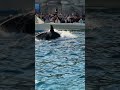 エレガントな大技 ラビー・ララ & 2人の匠トレーナー 最高峰のダブルスカイロケット クロススカイロケット演目 鴨川シーワールド シャチショー シャチパフォーマンス ※2024.01.03
