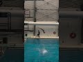 Leadsupto5132d#1stTry#Platform#fcdc #diveontario #divingcanada