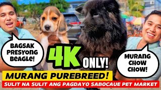 MURANG PUREBREED CHOW CHOW! P4,000 LANG! BEAGLE PUPPIES | MURANG PUREBREED PUPPIES BOCAUE PET MARKET