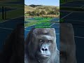 The Rules of Pickleball  ( tiktok )