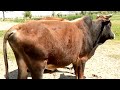Fast Meeting Cow 2022 || Animals Village ||