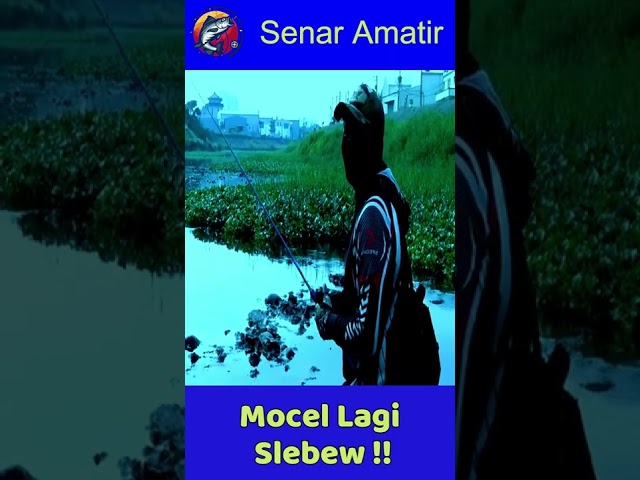 Mocel Lagi... Slebew !! | SENAR AMATIR #SHORT class=