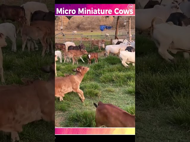 Micro mini cows #cute #life #village #farm #pets #reels #trending #love #india #youtube #tiktok