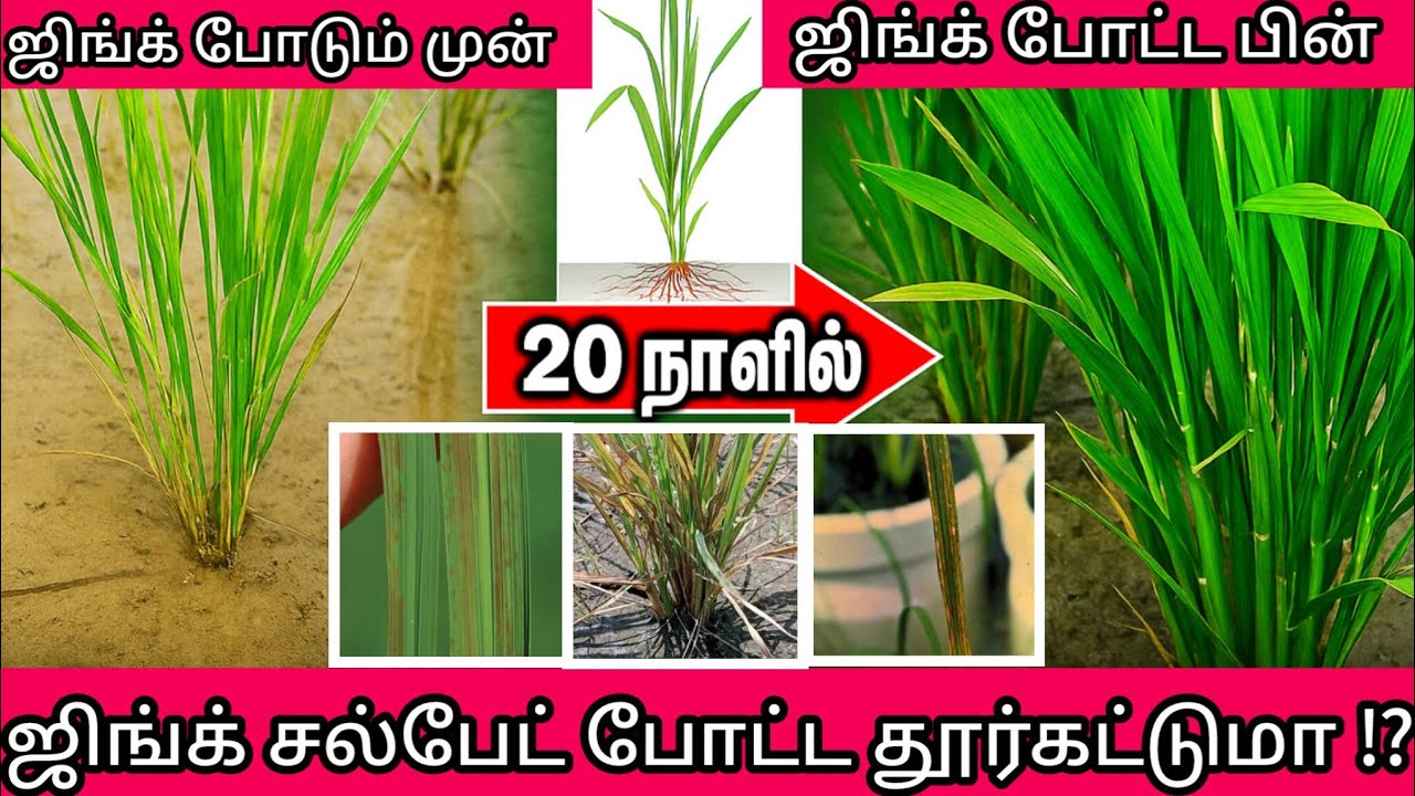 Zinc Sulphate Fertilizer | Micronutrient | Uses | Tamil