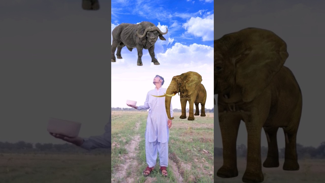 Which animals are Halal and Haram in Islam 