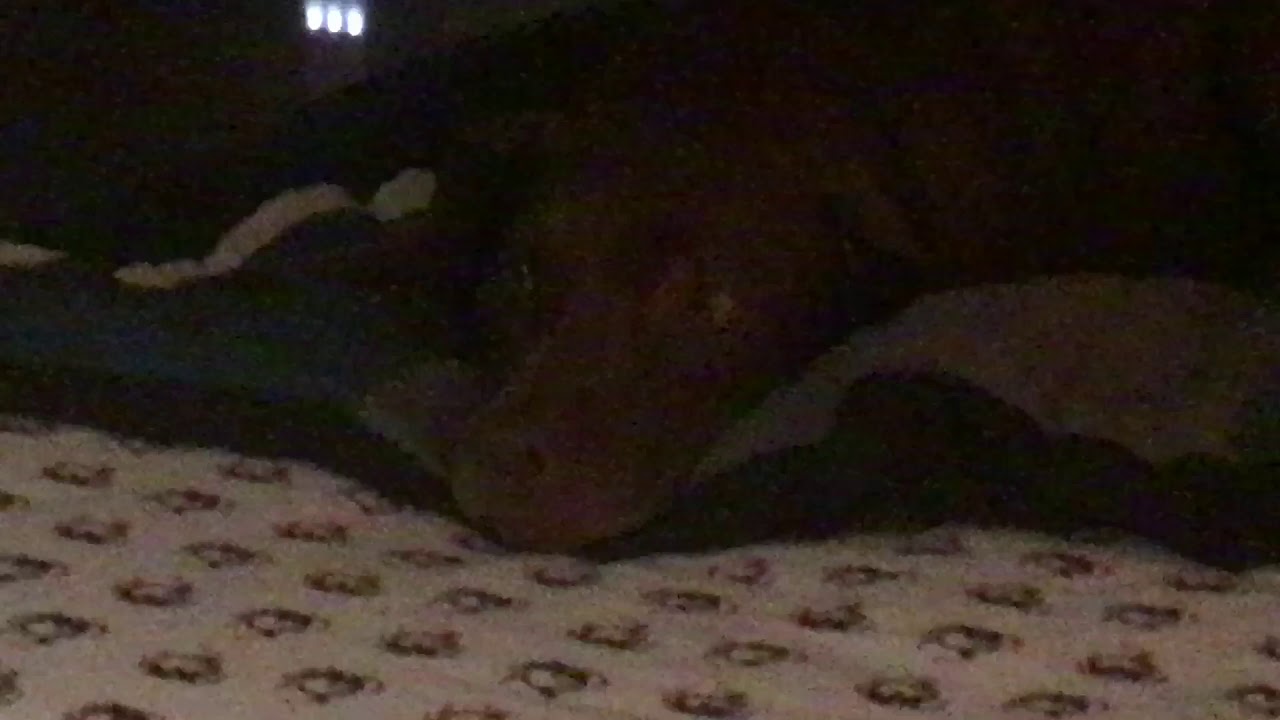 Dog derp 