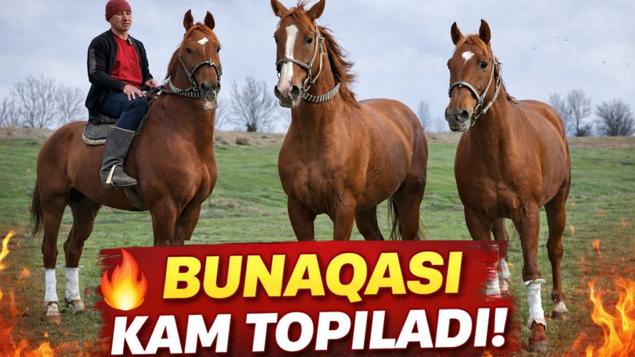 BUNAQASI KAM TOPILADI! 3 TA ZO‘R ULOQCHI OT SOTUVDA