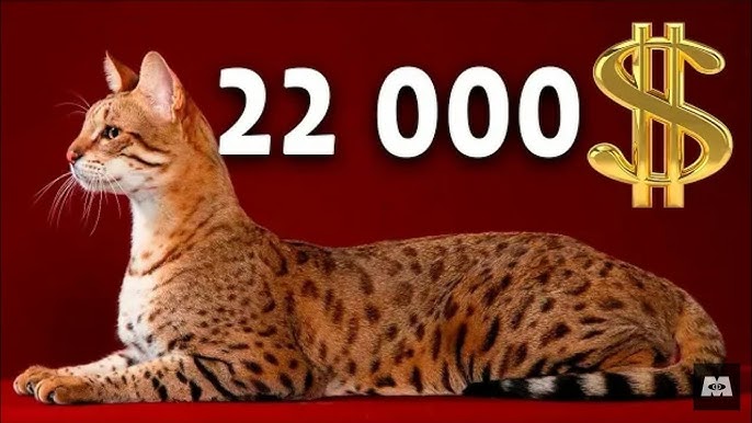 Toy paytida jinsiy aloqa