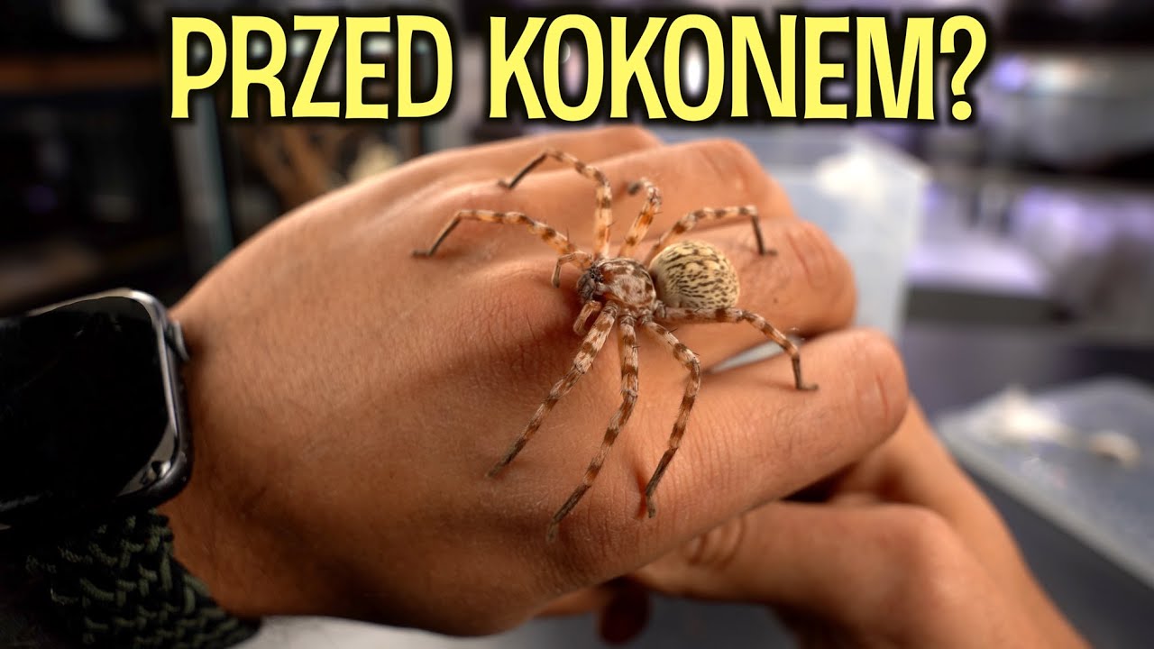 Te dwa pająki... 😳 Eusparassus i barychelidae 😱