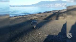 The call of a gull on the the Vancouver shoreline.