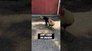 Just don&#39;t touch the chickens 🐔 #shorts