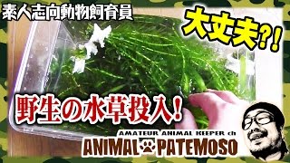 大丈夫なの？？野生の水草を植える！！【GOLDFISH 金魚】【BIOTOPE ビオトープ】
