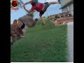 الهدف الجبار شوفوا اكبر حمار