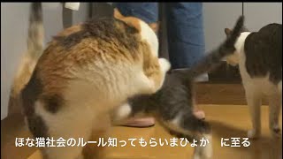 たーくんミー子姐さんにお叱りを頂戴する