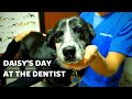 Cuenca Animal Clinic: Daisy&#39;s Day at the Dentist in Cuenca Ecuador (2019)