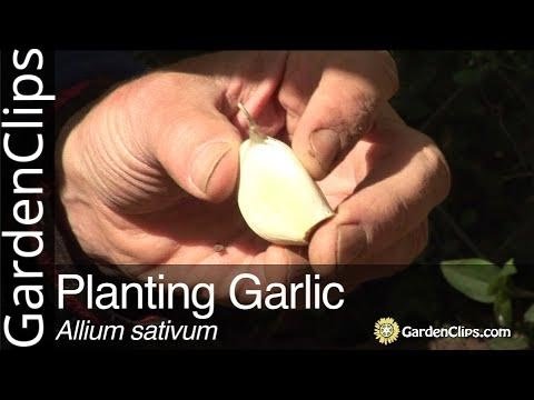 Videó: A Mutált Allium Sativum Levéllektin Hatékonyságának Ellenőrzése A Transzgénikus Rizsben A Rhizoctonia Solani Ellen
