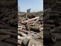 good wood better wood best wood