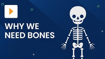 Bones and Skeletons: What They Do | Science | ClickView
