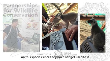 Fabulous Ultrasound Images of Baby #Lemur Twins you will never forget！ #Vetus E7 #WWD2023