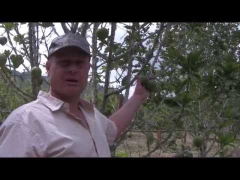 Organic Superfoods Lucuma From Peru Essential Living Foods Source Verified