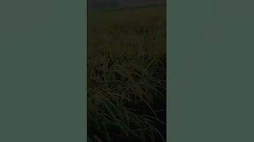 Thumbnail of new dhaan