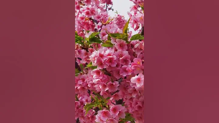 Japanese pink plum blossoms. 🌸🌸🌸🌸 - DayDayNews