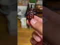 野生のゴキブリぐらい俺だって触れるよ #shorts
