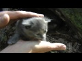 Cute Feral Kittens - first handling by a human - 18 days old