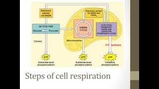 Stages of cellular respiration
