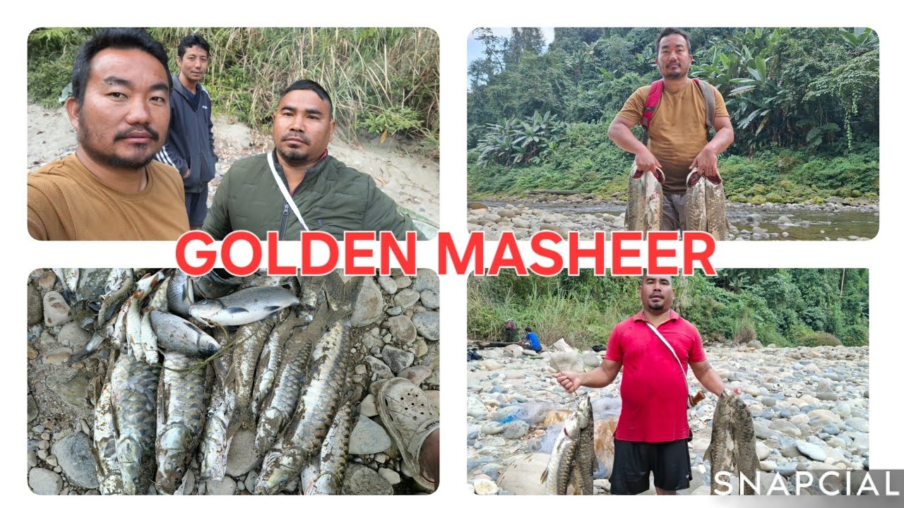 GOLDEN MASHEER CATCHING TECHNIC!! MASHEER FISH CATCHING 