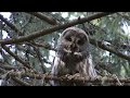 LAPPUGGLA  Great Grey Owl  (Strix nebulosa)  Klipp - 3438